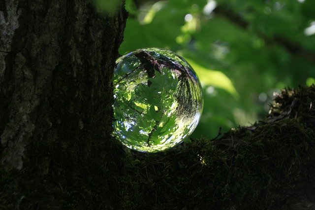 Free download Tree Green Glass Ball -  free photo or picture to be edited with GIMP online image editor