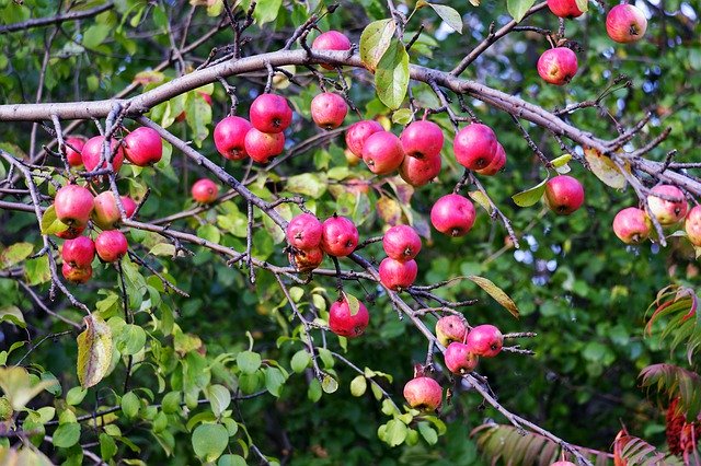 Free download Tree Heavenly Apples -  free photo or picture to be edited with GIMP online image editor