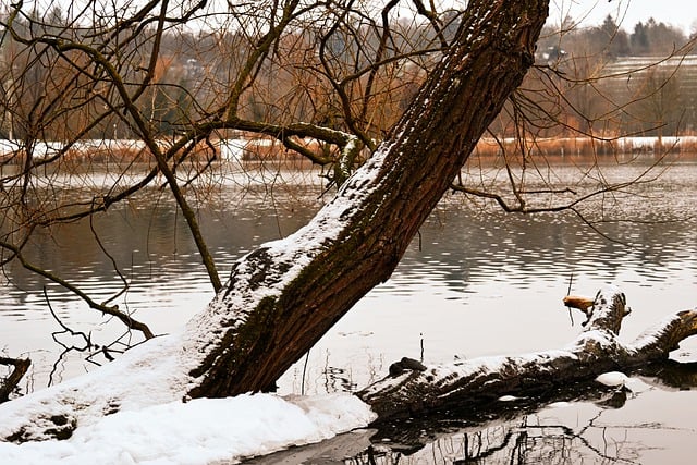 Free download tree lake snow winter forest cold free picture to be edited with GIMP free online image editor