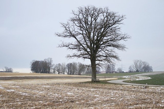 Free download Tree Landscape Field -  free photo or picture to be edited with GIMP online image editor