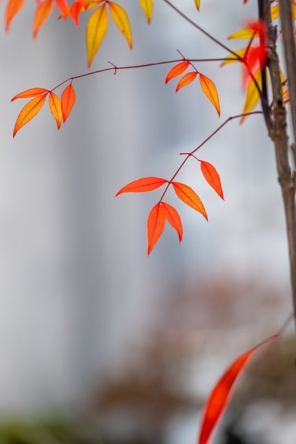 Free download tree leaf plant forest greenhouse free picture to be edited with GIMP free online image editor