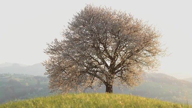 Free download tree leaves foliage hill spring free picture to be edited with GIMP free online image editor