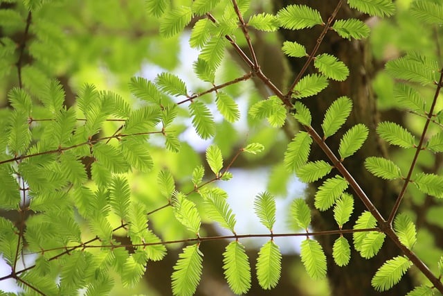 Free download tree leaves green spring forest free picture to be edited with GIMP free online image editor