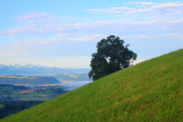 Free download tree meadow hill outlook panorama free picture to be edited with GIMP free online image editor