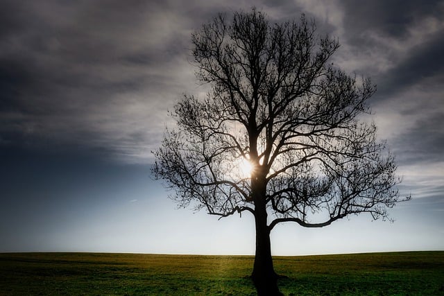 Free download tree meadow sunbeams field horizon free picture to be edited with GIMP free online image editor