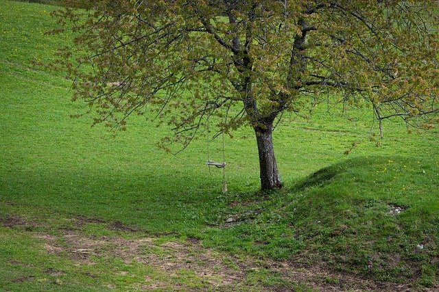 Free download Tree Meadow Swing -  free photo or picture to be edited with GIMP online image editor