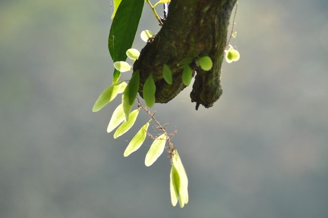 ดาวน์โหลดฟรี Tree Meewana Beautiful - ภาพถ่ายหรือรูปภาพที่จะแก้ไขด้วยโปรแกรมแก้ไขรูปภาพออนไลน์ GIMP ได้ฟรี