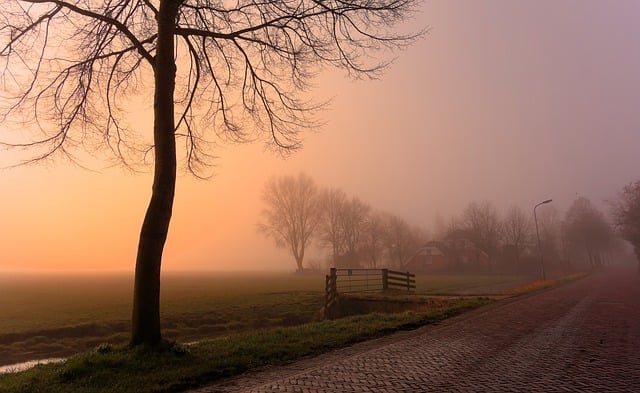 Free download tree morning sunshine fog pasture free picture to be edited with GIMP free online image editor