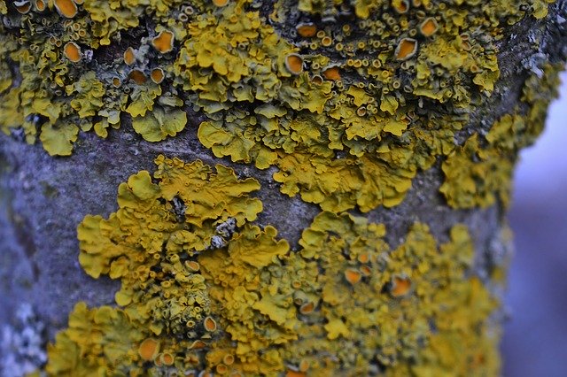 Free download Tree Moss Lichen -  free photo or picture to be edited with GIMP online image editor