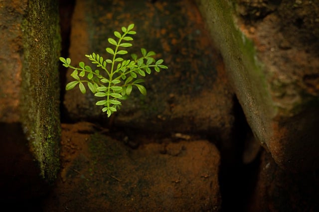 Free download tree nature brick moss plant free picture to be edited with GIMP free online image editor