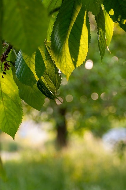 Free download tree nature light summer meadow free picture to be edited with GIMP free online image editor