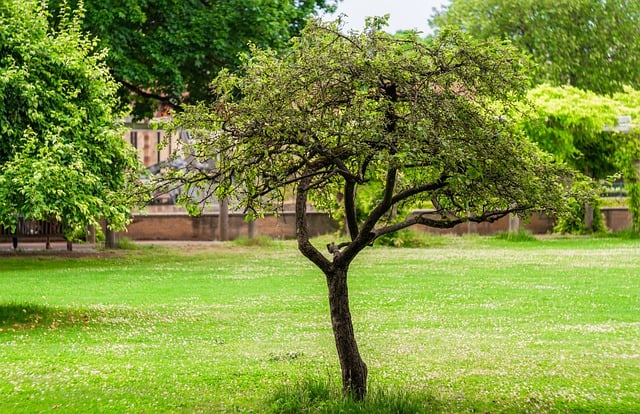 Free download tree nature spring season green free picture to be edited with GIMP free online image editor