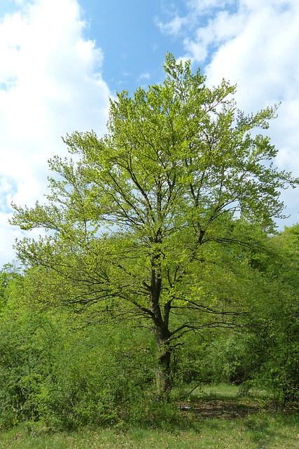 Free download Tree North Rhine-Westphalia Hiking -  free photo or picture to be edited with GIMP online image editor