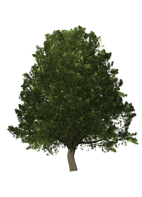 Free download Tree Oak -  free illustration to be edited with GIMP free online image editor