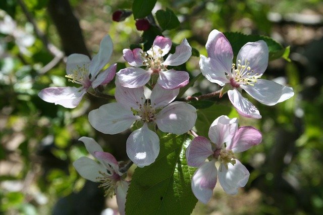 Free download Tree Orchard -  free photo or picture to be edited with GIMP online image editor