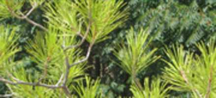 Free download Tree Pine 03082016 15 free photo or picture to be edited with GIMP online image editor