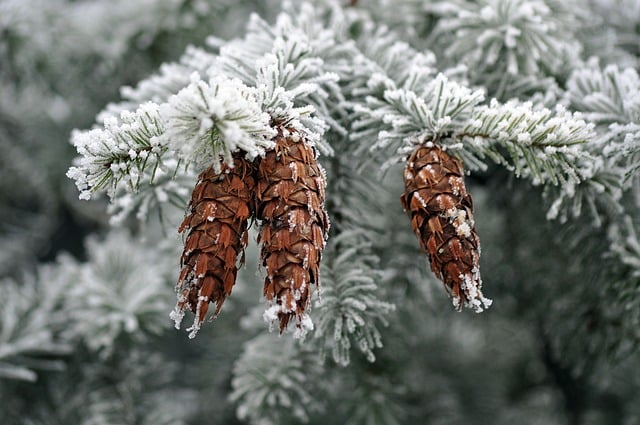 Free download tree pine cone frost pine cones free picture to be edited with GIMP free online image editor