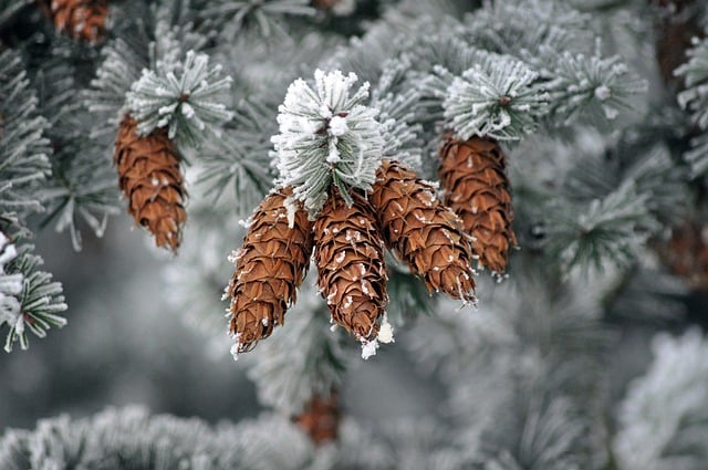 Free download tree pine pine cone cones frost free picture to be edited with GIMP free online image editor