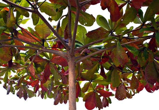 Free download tree plant nature red leaves free picture to be edited with GIMP free online image editor