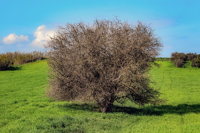 Free download Tree Prairie Nature -  free photo or picture to be edited with GIMP online image editor