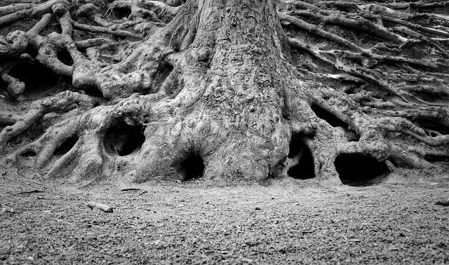 Free download tree root tree root tree trunk free picture to be edited with GIMP free online image editor