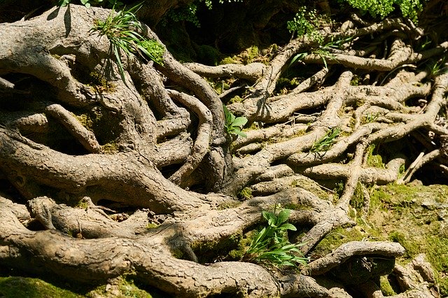 Free download Tree Root Vein -  free photo or picture to be edited with GIMP online image editor