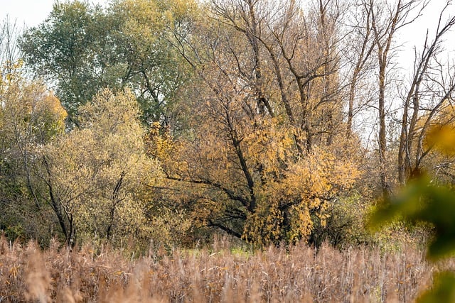 Free download trees autumn forest nature free picture to be edited with GIMP free online image editor