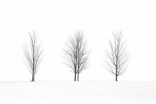 Free download Trees Black White Spooky -  free photo or picture to be edited with GIMP online image editor