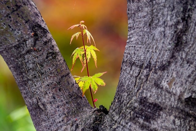 Free download tree scion shoots tree trunk free picture to be edited with GIMP free online image editor