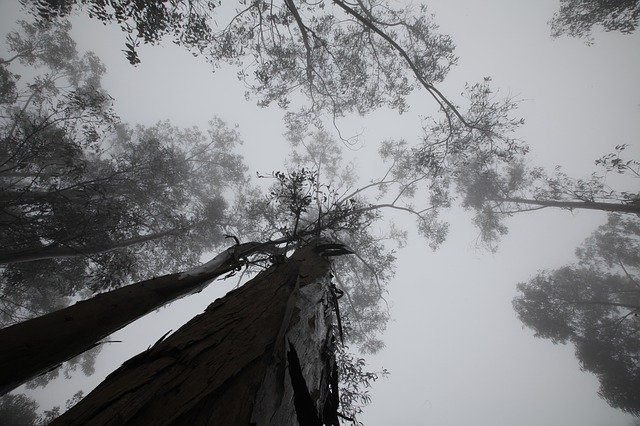 Free download Trees Cloudy Clouds -  free photo or picture to be edited with GIMP online image editor