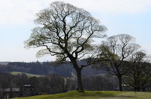 Free download Trees Country Park -  free photo or picture to be edited with GIMP online image editor