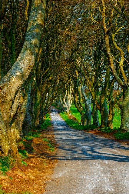 বিনামূল্যে ডাউনলোড করুন Trees Dark Hedges Ireland - বিনামূল্যে ছবি বা ছবি GIMP অনলাইন ইমেজ এডিটর দিয়ে সম্পাদনা করা হবে