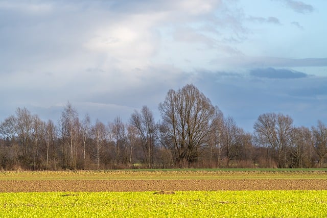 Free download trees fall field heaven nature free picture to be edited with GIMP free online image editor