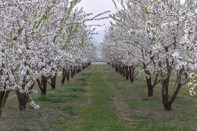 Free download Trees Field Landscape -  free photo or picture to be edited with GIMP online image editor