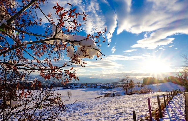 Free download trees field snow snowy sunbeams free picture to be edited with GIMP free online image editor