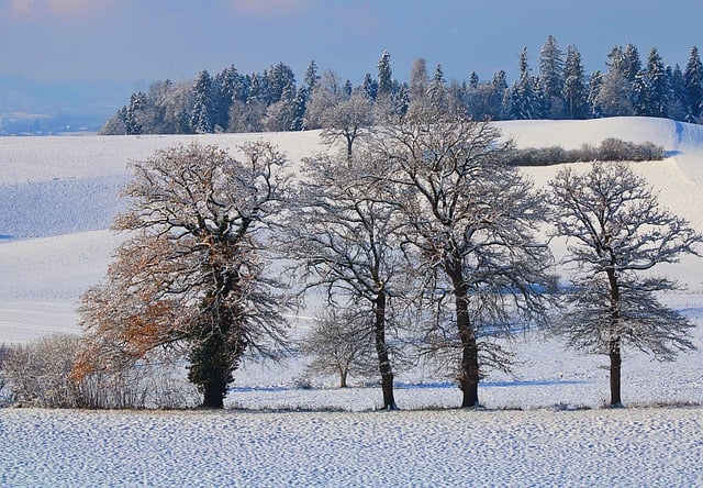 Free download trees field winter landscape free picture to be edited with GIMP free online image editor