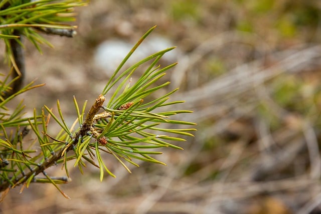 Free download trees firs branches forest nature free picture to be edited with GIMP free online image editor