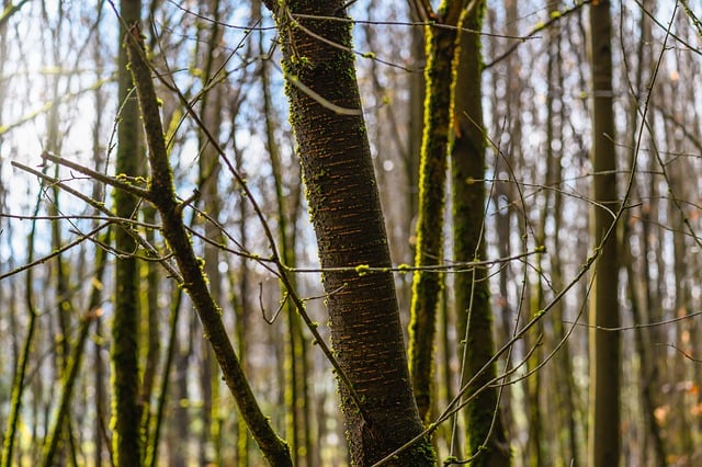 Free download trees fog forest nature wilderness free picture to be edited with GIMP free online image editor