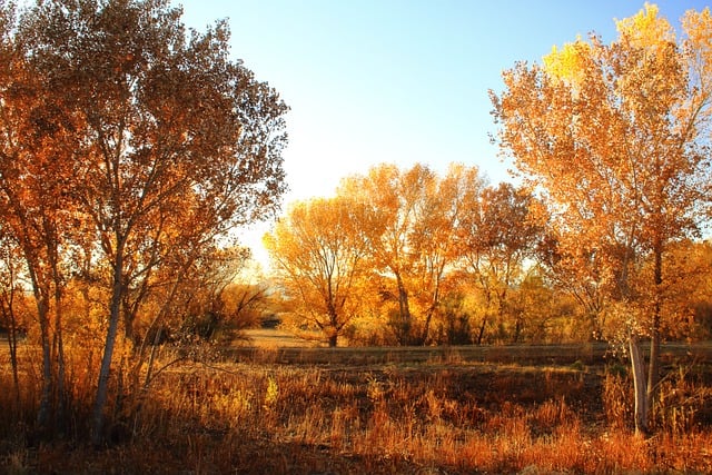 Free download trees forest evening free picture to be edited with GIMP free online image editor