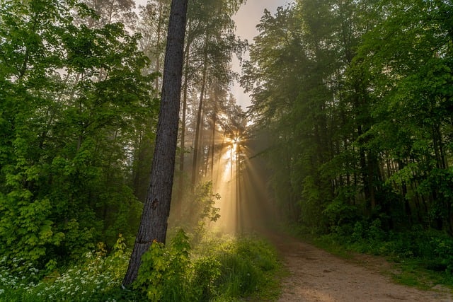 Free download trees forest fog rays green free picture to be edited with GIMP free online image editor