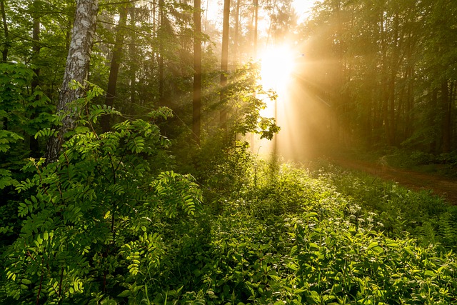 Free download trees forest fog sun rays green free picture to be edited with GIMP free online image editor