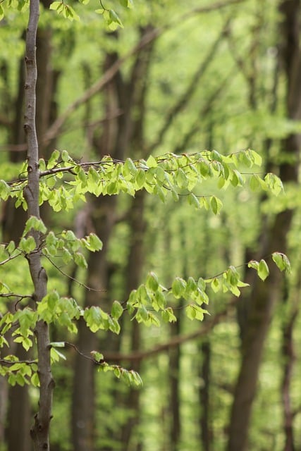 Free download trees forest fresh leaves nature free picture to be edited with GIMP free online image editor