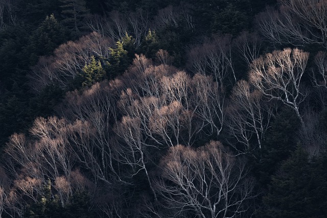 Free download trees forest nature landscape free picture to be edited with GIMP free online image editor