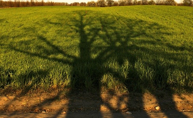 Free download Tree Shadow Green The -  free photo or picture to be edited with GIMP online image editor