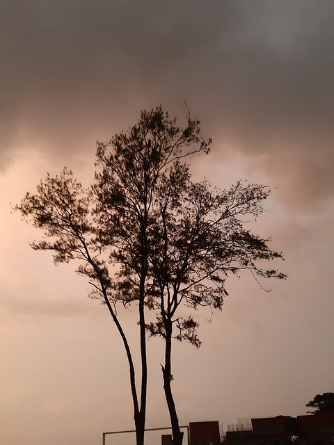 무료 다운로드 Tree Shadow Night - 무료 사진 또는 GIMP 온라인 이미지 편집기로 편집할 사진
