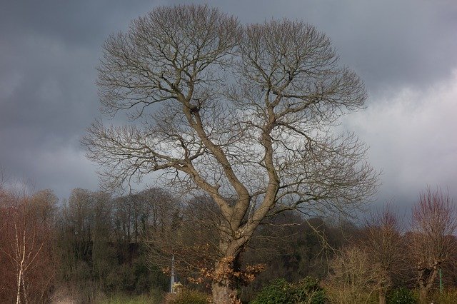 Free download Tree Silhouette Branch -  free photo or picture to be edited with GIMP online image editor