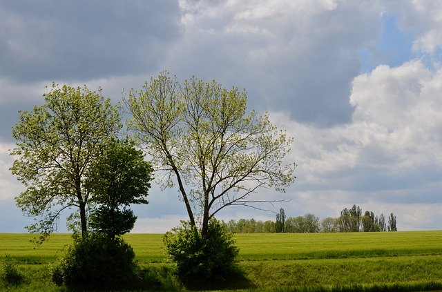 Free download Trees Landscape Fields -  free photo or picture to be edited with GIMP online image editor