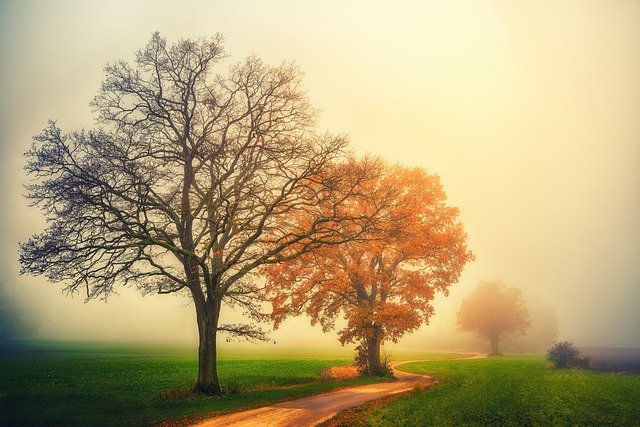 Free download trees landscape meadow sunrise free picture to be edited with GIMP free online image editor