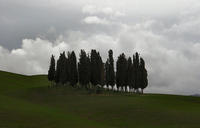 Free download Trees Landscape Tuscany -  free photo or picture to be edited with GIMP online image editor