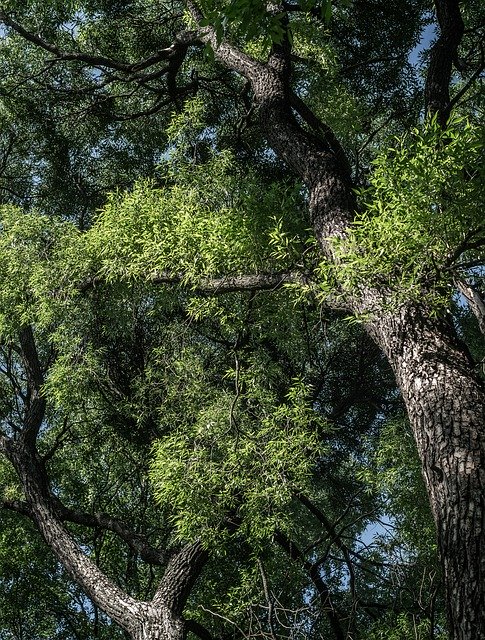 Téléchargement gratuit Arbres Feuilles Ombre - photo ou image gratuite à éditer avec l'éditeur d'images en ligne GIMP